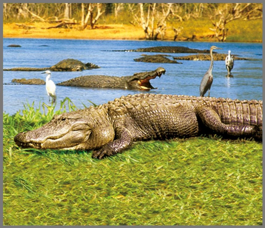 Brainstorm Animal Torch and Projector wildlife image showing an alligator beside water