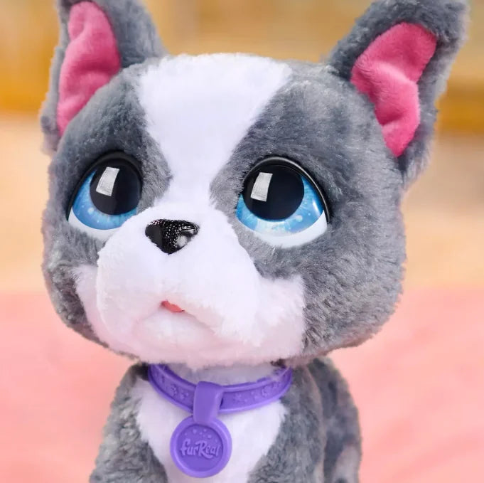 Close-up of FurReal Friends Walk-a-lots Frenchie plush face and collar in Ireland