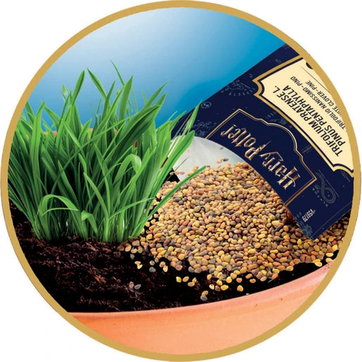 Close-up of grass growing in a brown plant pot with small seeds scattered across the soil and a Harry Potter seed packet resting beside the grass.
