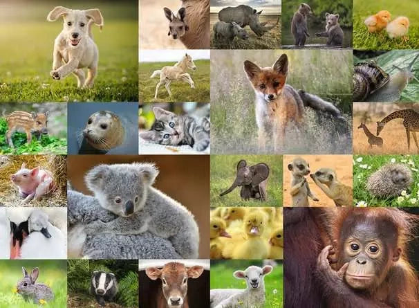 Ravensburger Baby Animals 200 Piece XXL Jigsaw Puzzle baby animal collage artwork
