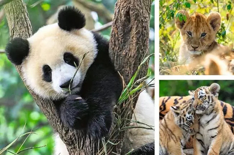 Ravensburger Wildlife 3 x 49 piece jigsaw puzzle artwork showing a giant panda, lion cub and two tiger cubs