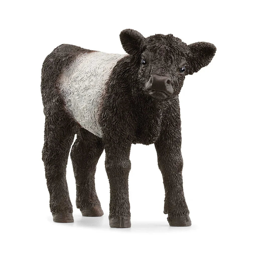 Schleich Galloway Calf toy figure with curly black and white coat, Ireland model: 13969