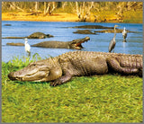 Brainstorm Animal Torch and Projector wildlife image showing an alligator beside water