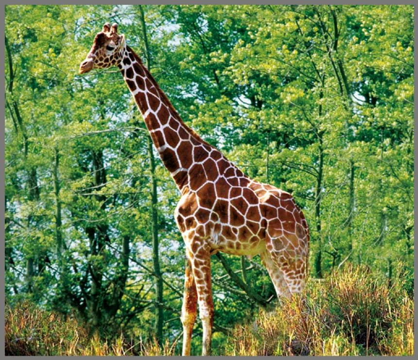 Brainstorm Animal Torch and Projector wildlife image showing a giraffe standing among trees