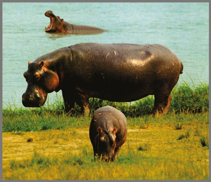 Brainstorm Animal Torch and Projector wildlife image showing adult and young hippos beside water