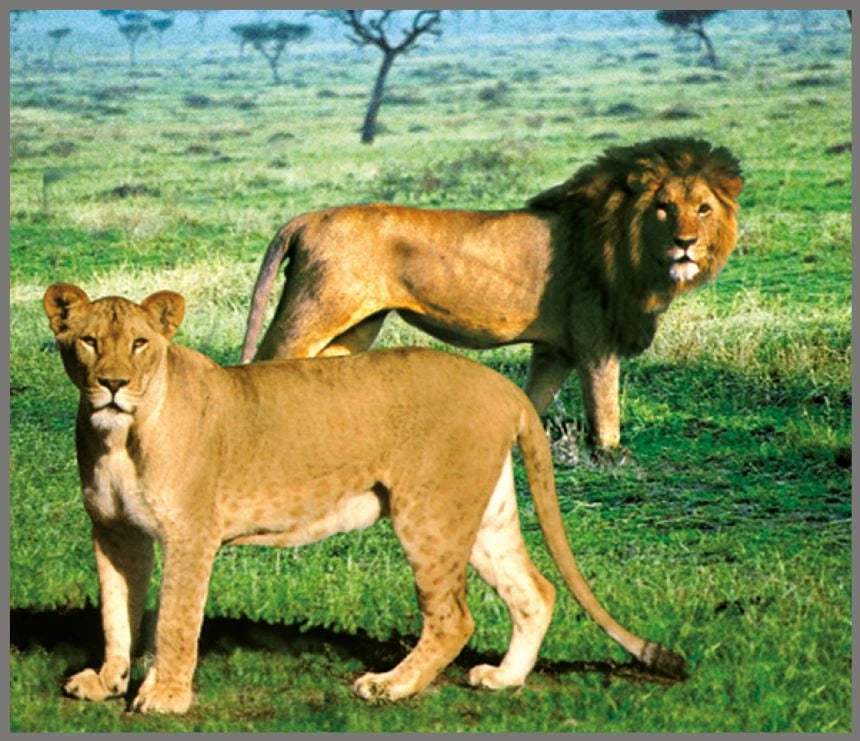 Brainstorm Animal Torch and Projector wildlife image showing a lioness and male lion on grassland
