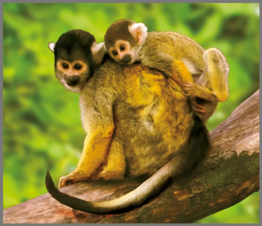 Brainstorm Animal Torch and Projector wildlife image showing two monkeys resting on a tree branch