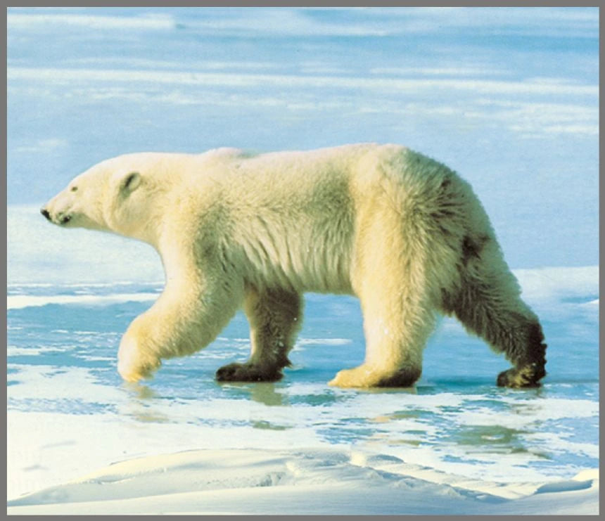 Brainstorm Animal Torch and Projector wildlife image showing a polar bear walking across snow