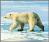Brainstorm Animal Torch and Projector wildlife image showing a polar bear walking across snow