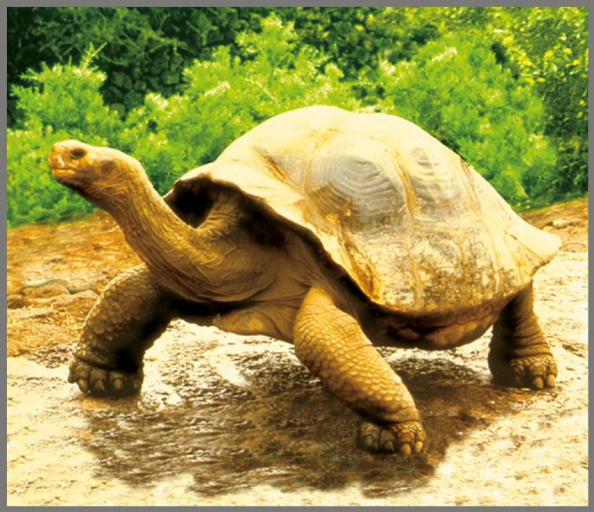 Brainstorm Animal Torch and Projector wildlife image showing a large tortoise walking over rocks