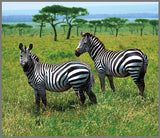 Brainstorm Animal Torch and Projector wildlife image showing two zebras on grassland