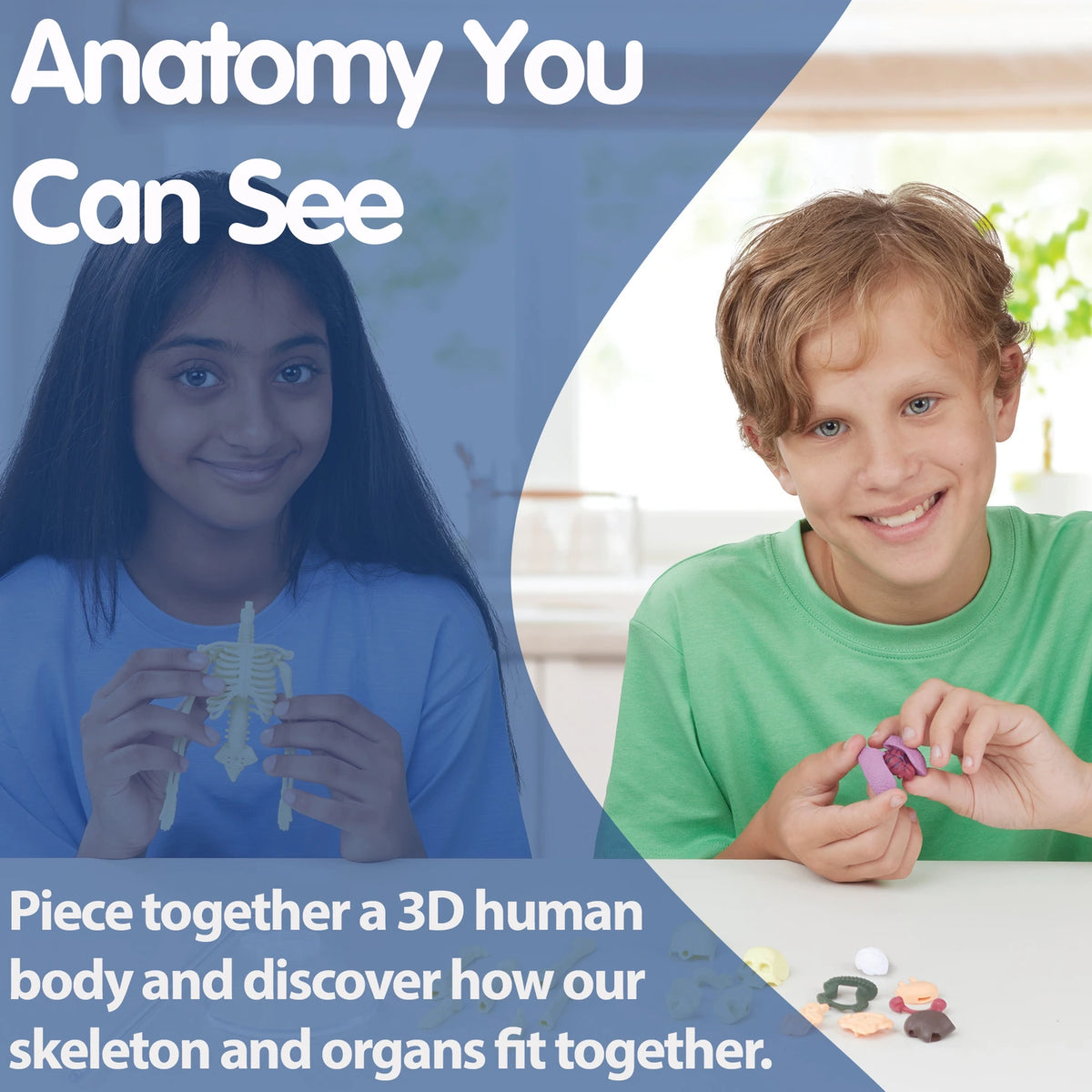 Brainstorm Build A Body anatomy image showing the assembled skeleton and removable organs
