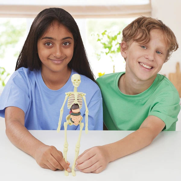 Two children beside the completed Brainstorm Build A Body skeleton and organ model