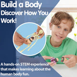 Brainstorm Build A Body anatomy activity showing a child fitting organs into the body model