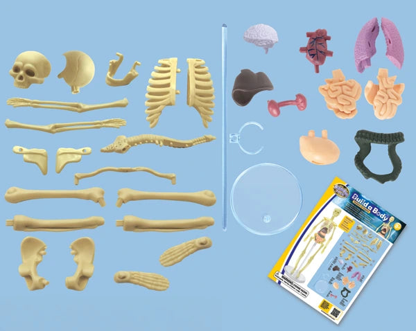 Brainstorm Build A Body bones, skull, rib cage, organs, tubing and instruction sheet laid out separately