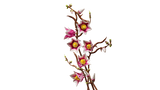Full arrangement of LEGO Botanicals Magnolia Branches 11510 showing five branches with blossoms and buds in varied stages