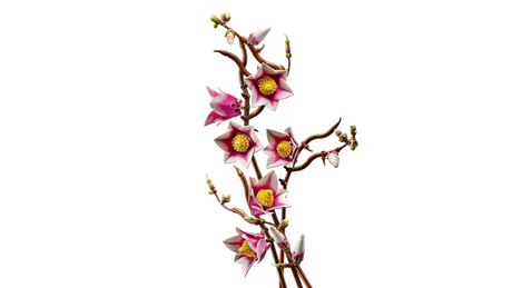Full arrangement of LEGO Botanicals Magnolia Branches 11510 showing five branches with blossoms and buds in varied stages