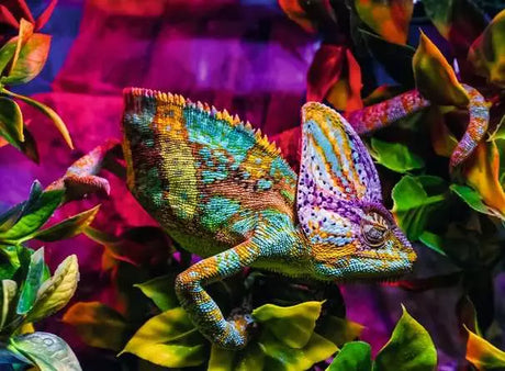 Colourful chameleon resting among bright leaves in the puzzle artwork