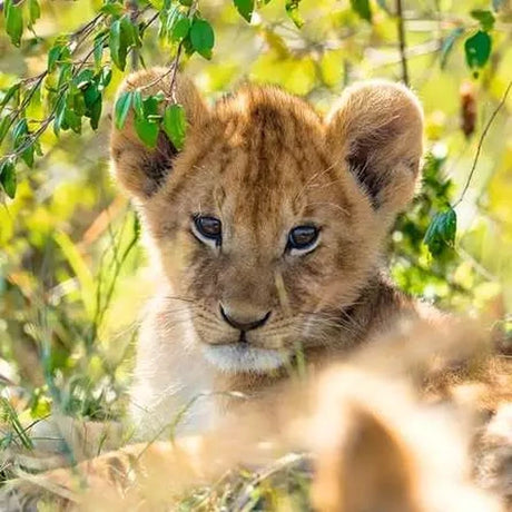 Ravensburger Wildlife lion cub jigsaw puzzle showing a young lion beneath leafy branches