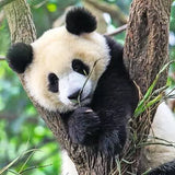 Ravensburger Wildlife panda jigsaw puzzle showing a giant panda resting against a tree