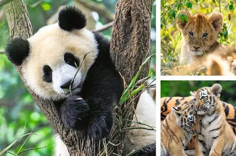 Ravensburger Wildlife 3 x 49 piece jigsaw puzzle artwork showing a giant panda, lion cub and two tiger cubs