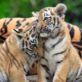 Ravensburger Wildlife tiger cubs jigsaw puzzle showing two young tigers together against a green background