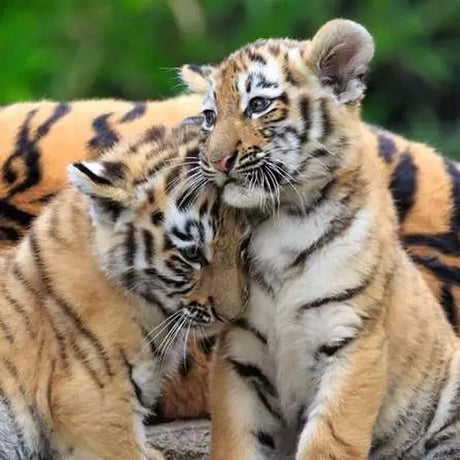 Ravensburger Wildlife tiger cubs jigsaw puzzle showing two young tigers together against a green background