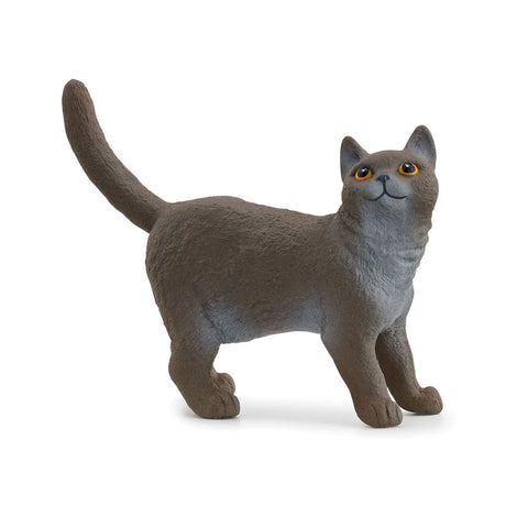 Schleich British Shorthair Cat figure standing with one front paw slightly forward and looking upwards.