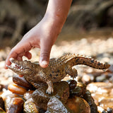 Schleich Crocodile figure on wet rocks with a hand holding its head and its teeth visible.
