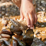 Schleich Crocodile figure on wet rocks with a hand resting on its back.