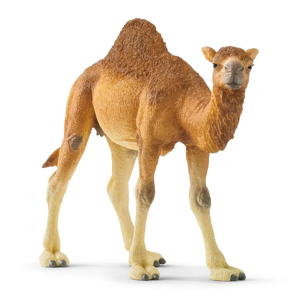 Schleich camel model displayed at a slight angle, highlighting the textured coat and realistic desert animal features.