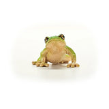 A front view of a green tree frog figurine with a rounded belly, splayed front legs, and wide set eyes.