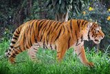 Schleich tiger figure showing realistic striping, muscular build, textured fur and a focused walking stance.