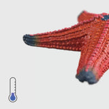 Schleich WILD LIFE Starfish 14902 close up with thermometer graphic showing temperature colour change
